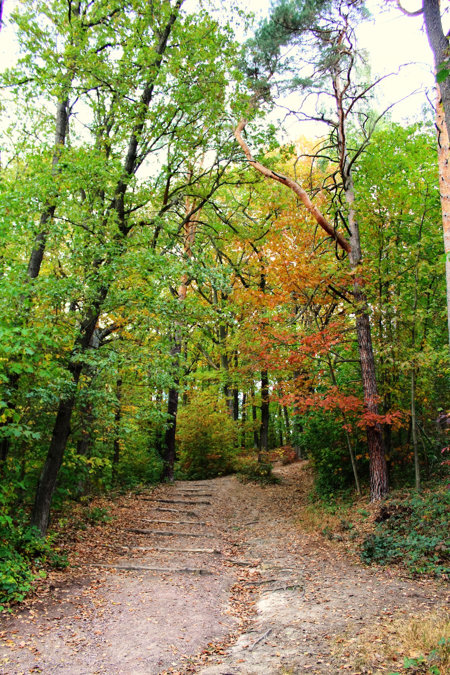 Chemin vers le Kolkturmberg dans la Dölauer Heide