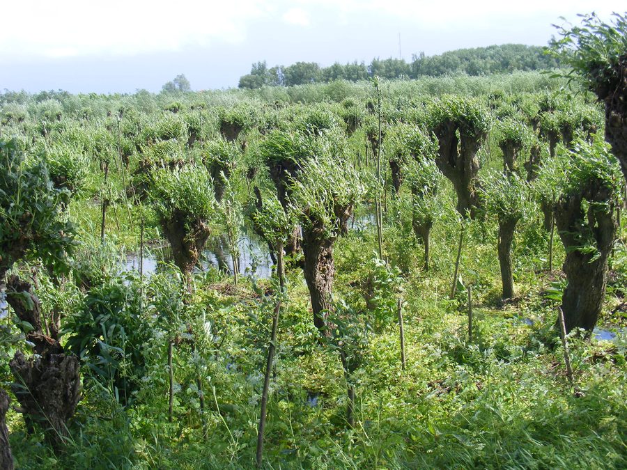 Griendbos dans le Biesbos