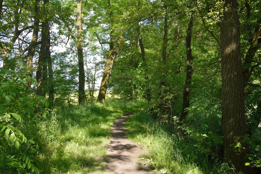 Chemin menant à un bassin de roseaux ensablé, un monument naturel à Neuendorf près d’Elmshorn