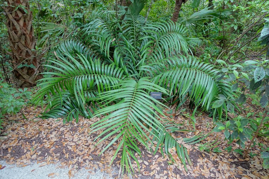 Spécimen botanique dans le McKee Botanical Garden à Vero Beach