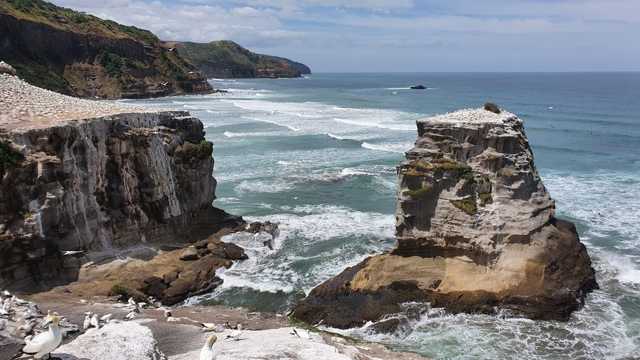 Colonie de fous de Bassan australiens sur la côte de Muriwai