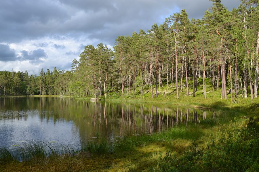 Paysage dans le parc national de Norra Kvill en Suède
