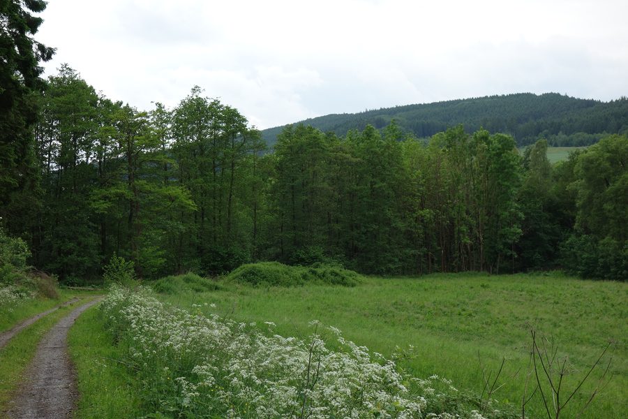 Bord oriental de la réserve naturelle d’Erlenwald au sud de Frenkhausen