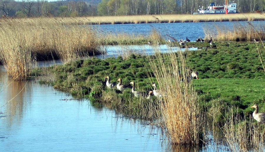 Vue sur la grande lagune du Schellbruch avec des oies cendrées et des cormorans