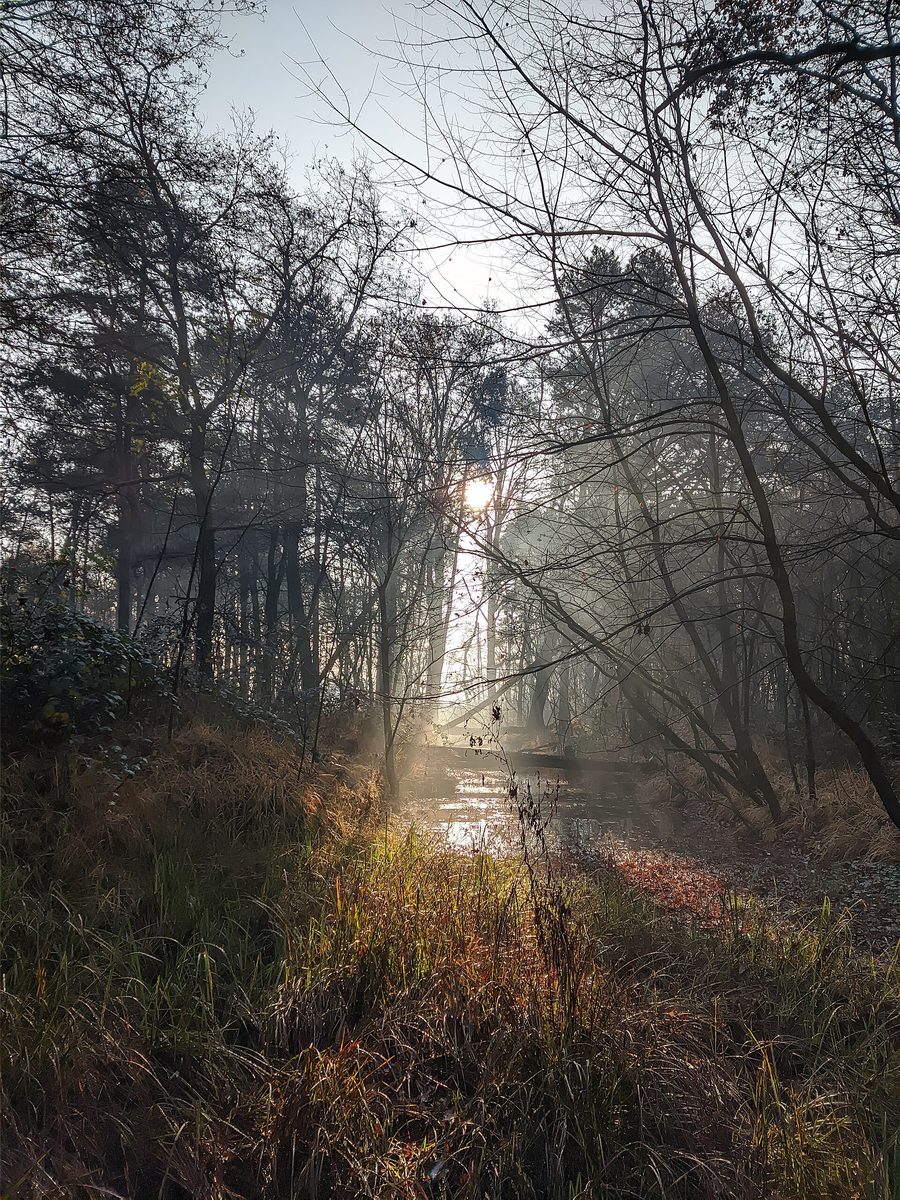 Lumière du soleil entre les arbres dans le Parco delle Groane