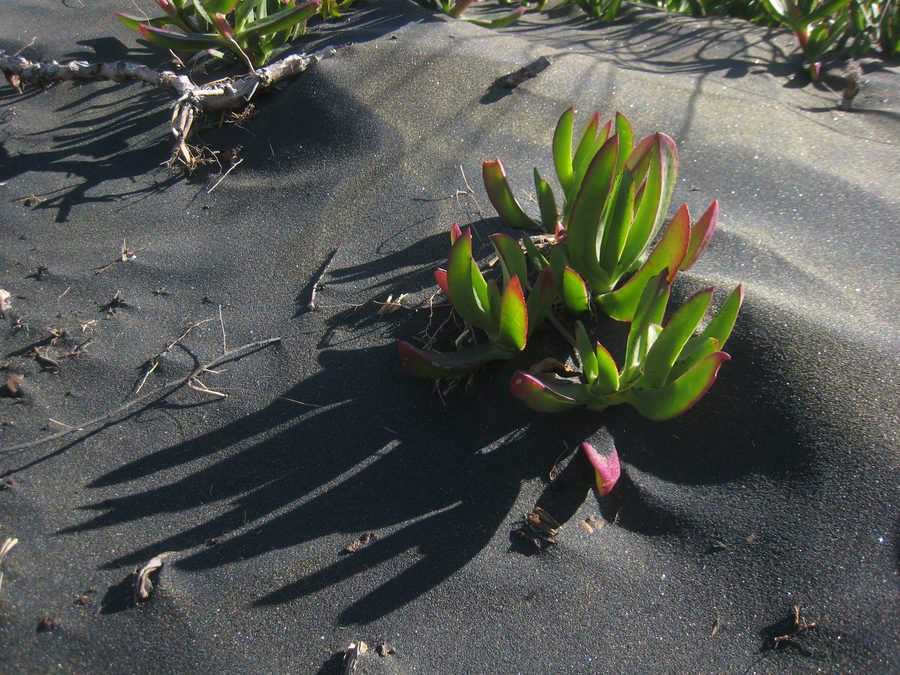 Plante de glace dans les dunes de sable derrière Muriwai Beach