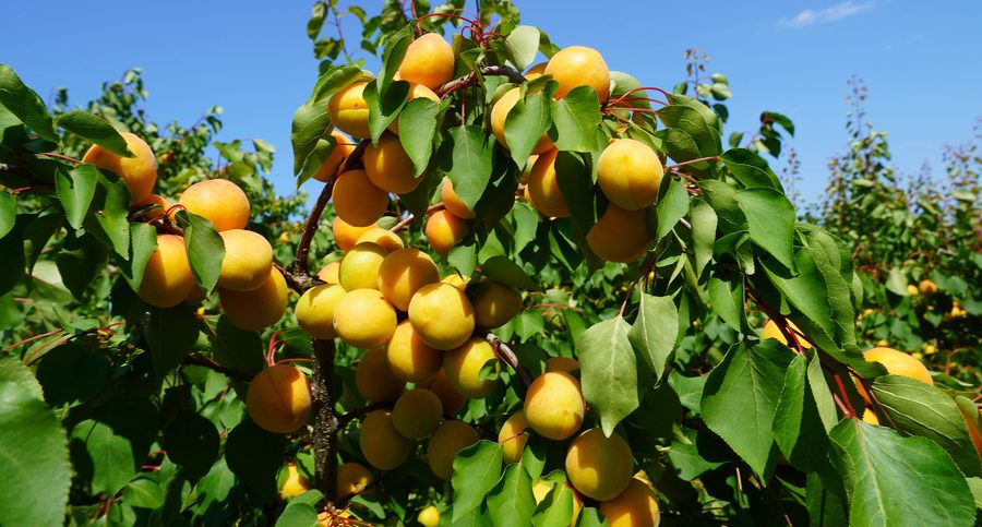 Abricots de Wachau de Basse-Autriche
