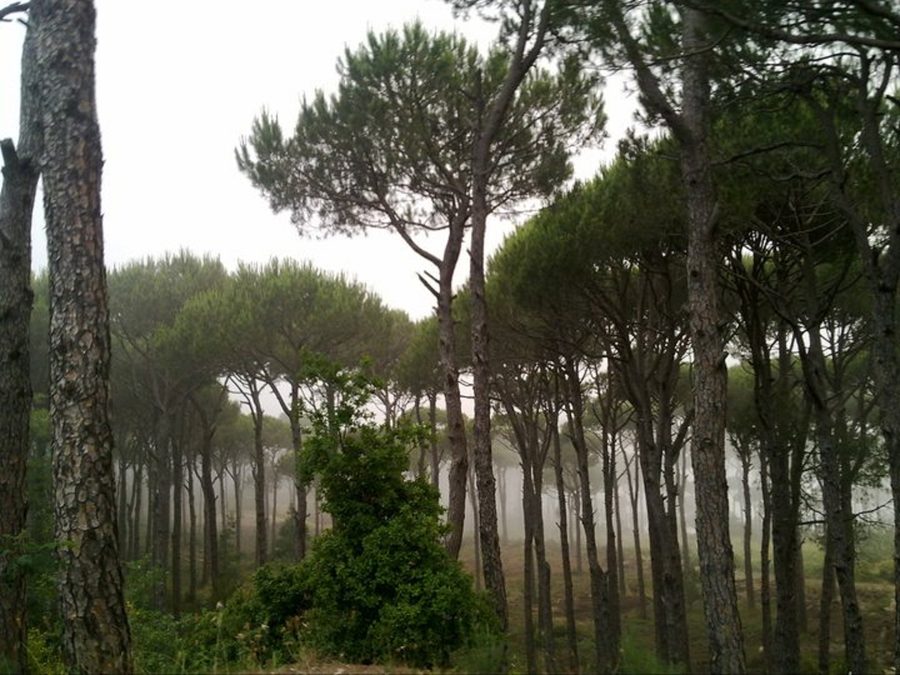 Forêt de pins dans le Mont-Liban