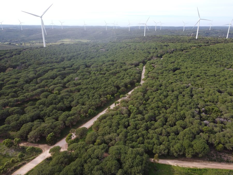Vue aérienne de la forêt Mata Nacional de Barão de São João à Lagos, Algarve, Portugal