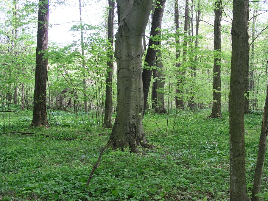 Forêt à Dowagiac Woods Nature Sanctuary