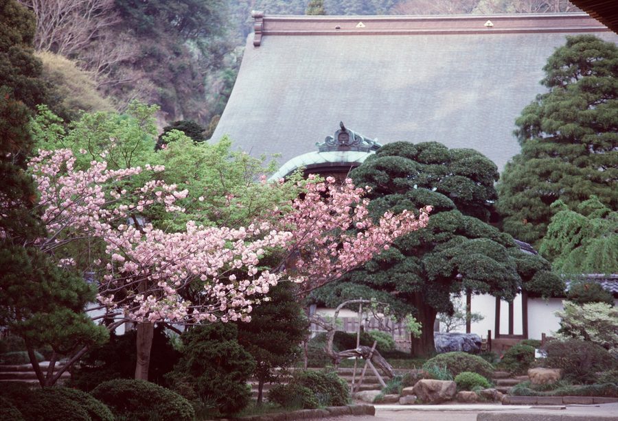 Jardin de temple japonais avec étang et végétation luxuriante