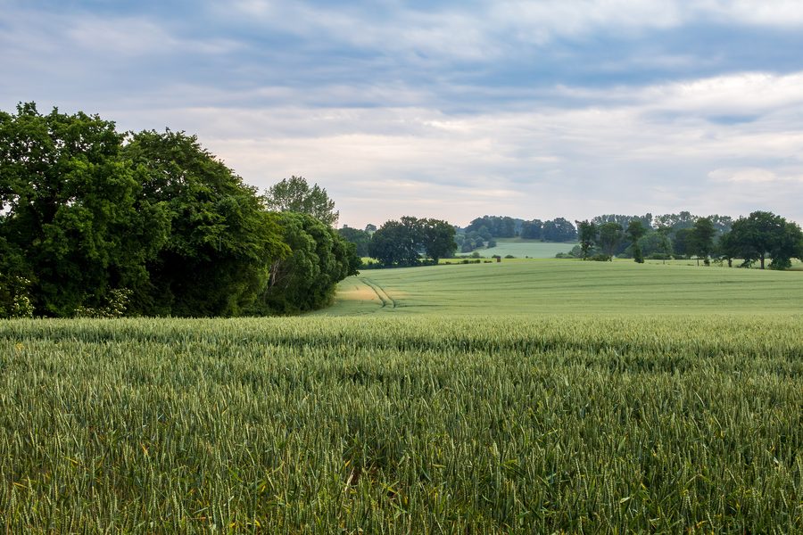 Paysage au Windebyer Noor près de Windeby avec vue depuis le sentier de randonnée du Noor