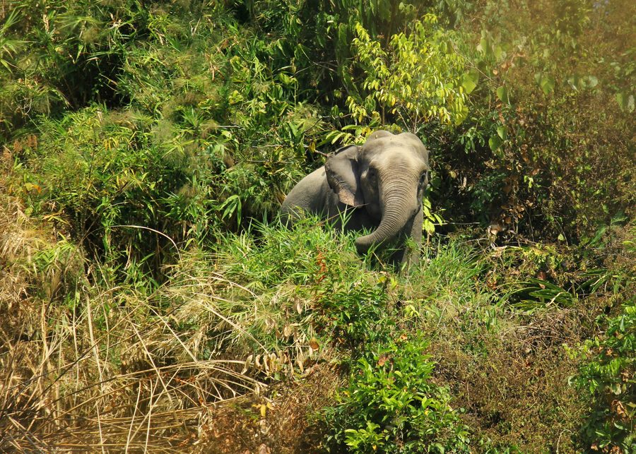 Éléphant d’Asie dans l’espace naturel d’Inani près de Cox's Bazar