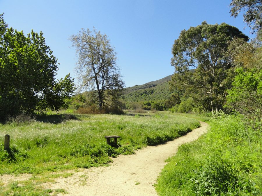 Sentier de randonnée à travers une forêt de chênes au Garland Ranch Regional Park à Carmel Valley