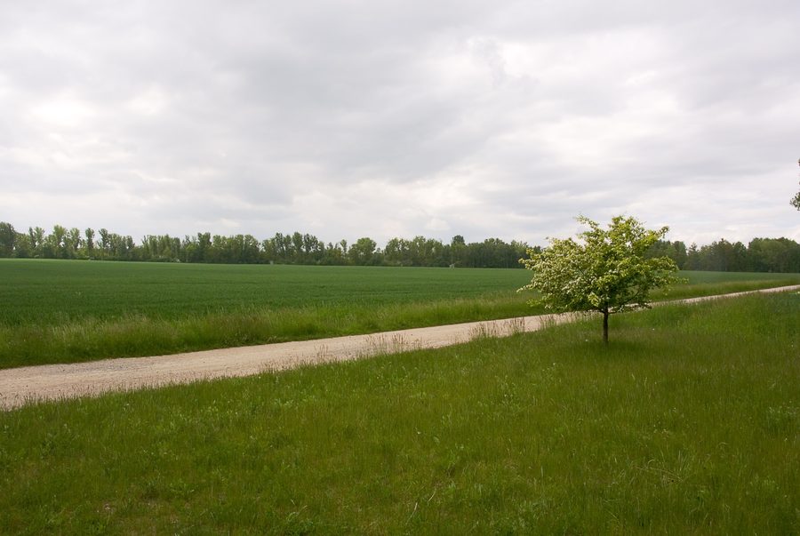 Paysage autour de l’ancien trou de mine Zechau dans le pays d’Altenbourg