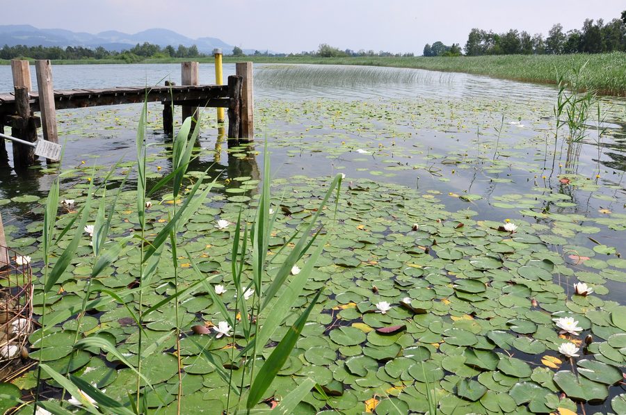 Zone de roseaux sur la rive du Pfäffikersee près de Seegräben