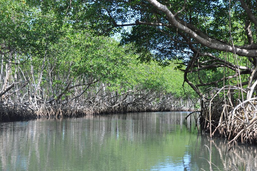 Rivière Caño Hondo dans le parc national Los Haitises, sur la baie de Samaná