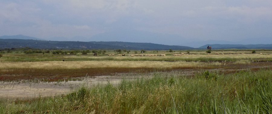 Mouton dans les zones humides des salines d’Ulcinj