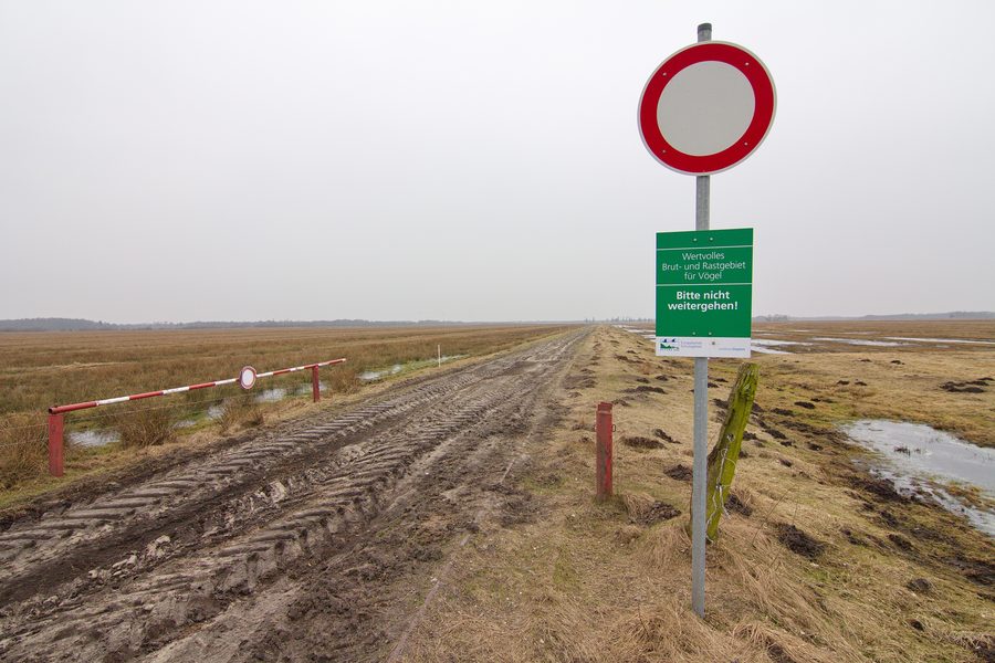 Zone de tourbière du Wietingsmoor dans la réserve naturelle de Freistätter Moor