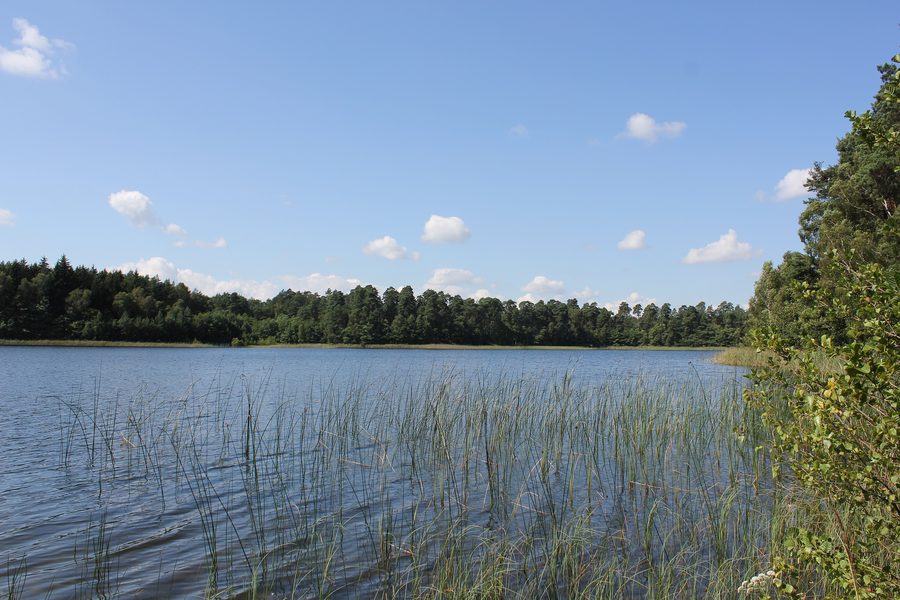 Vue sur le Langhagensee bordé de forêt près de Neu Poserin