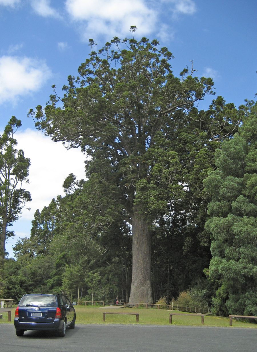 Kauri McKinney dans le Parry Kauri Park près de Warkworth