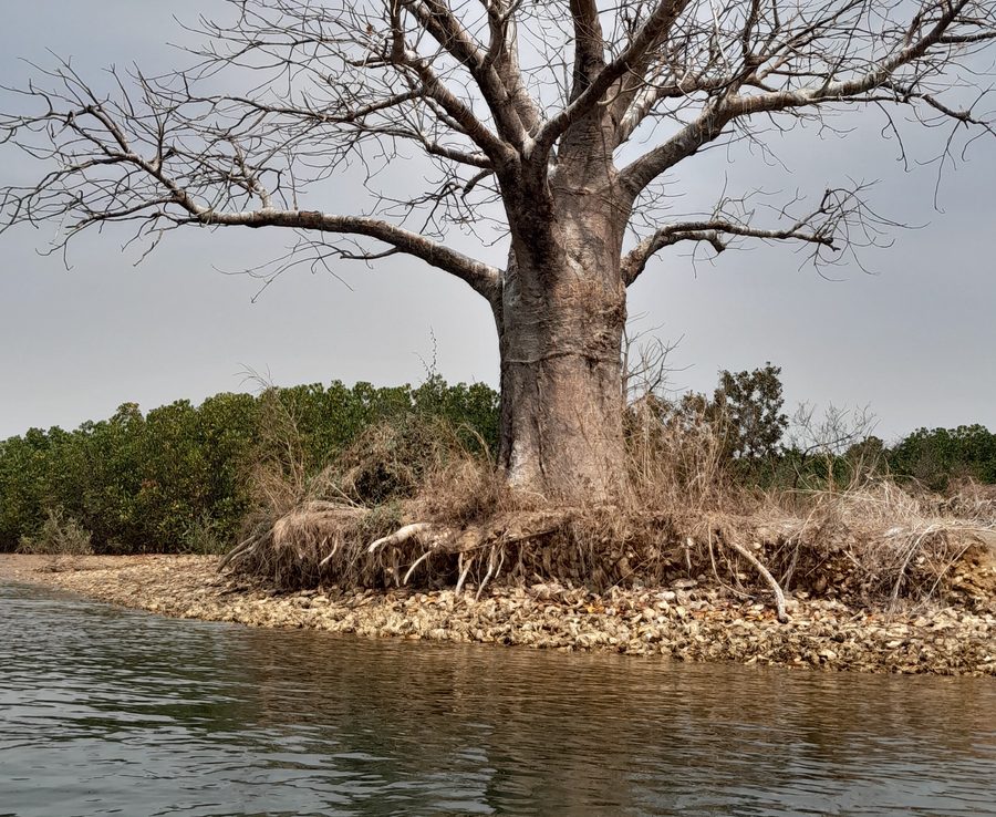 Paysage arboré dans le delta du Saloum