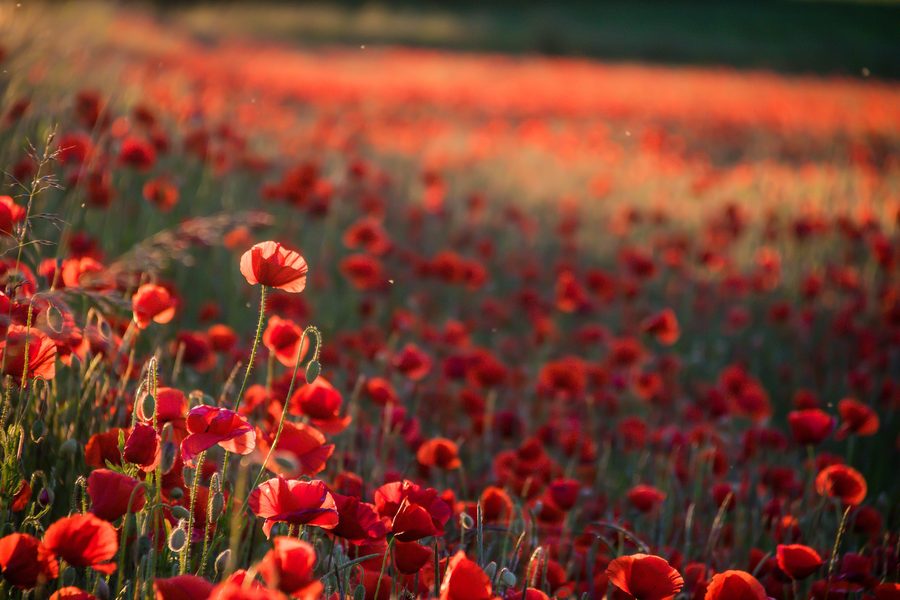 Coquelicots dans le paysage ouvert de Skåne