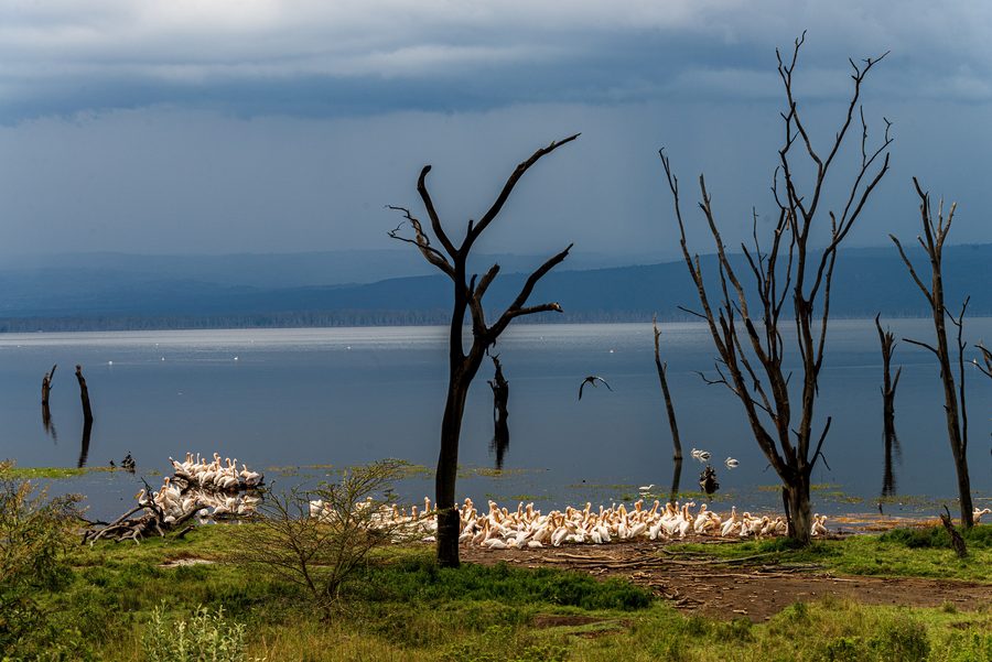 Pélicans sur la rive du lac Nakuru au Kenya, sous des nuages de pluie approchants