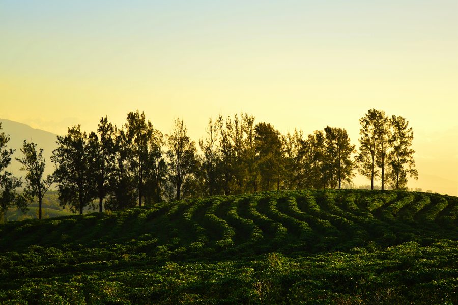 Pentes de café à Heredia