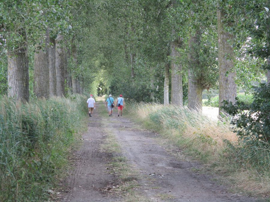 Allée forestière dans Het Leen près d’Eeklo