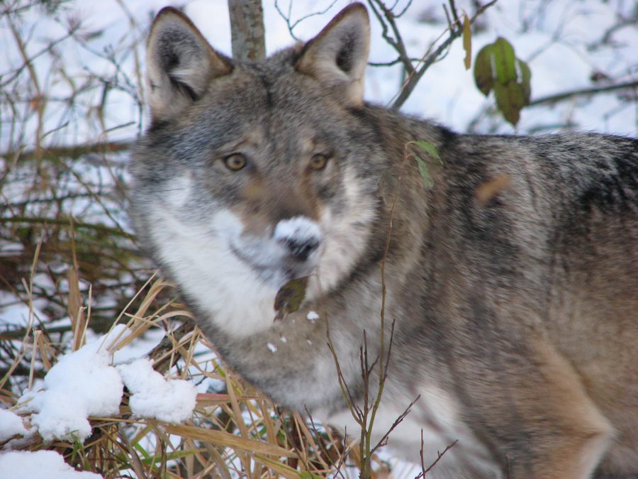 Loup au parc familial Namsskogan