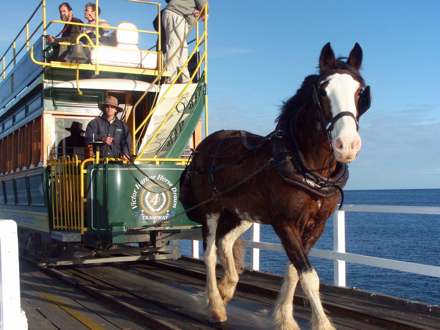 Tramway tiré par des chevaux sur la chaussée à Victor Harbor