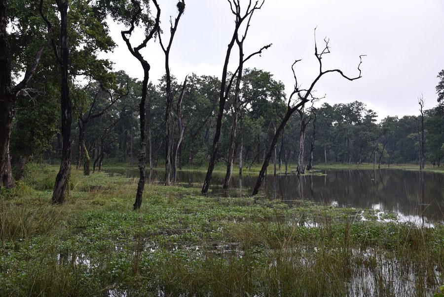 Paysage forestier dans les plaines du Népal