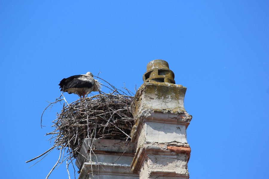 Cigogne blanche au château de Marchegg en Basse-Autriche