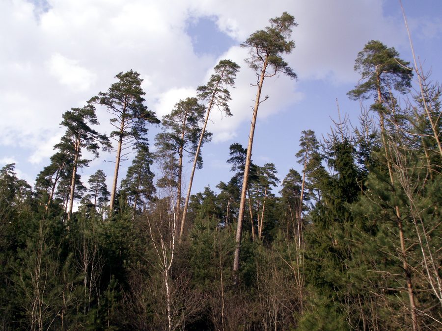Forêt de Tytuvėnai dans le district de Kelmė, Lituanie