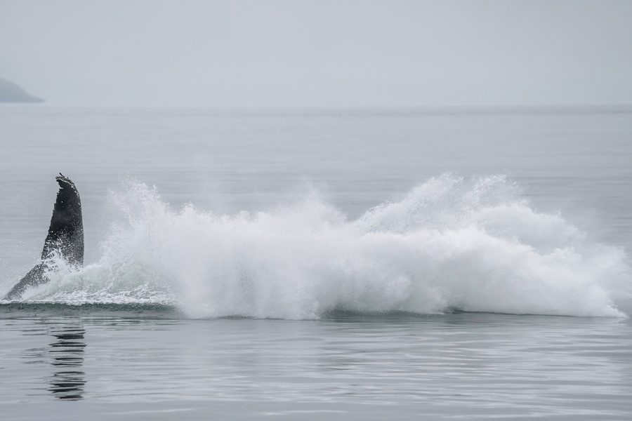 Une baleine à bosse jaillit de l’eau au large de l’Islande.