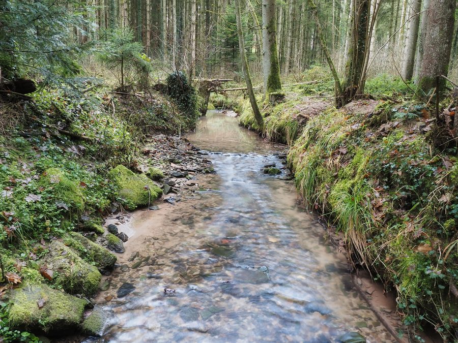 Le Spraitbach, un ruisseau entre Leinhaus et Stutzenklinge, traverse un paysage boisé.