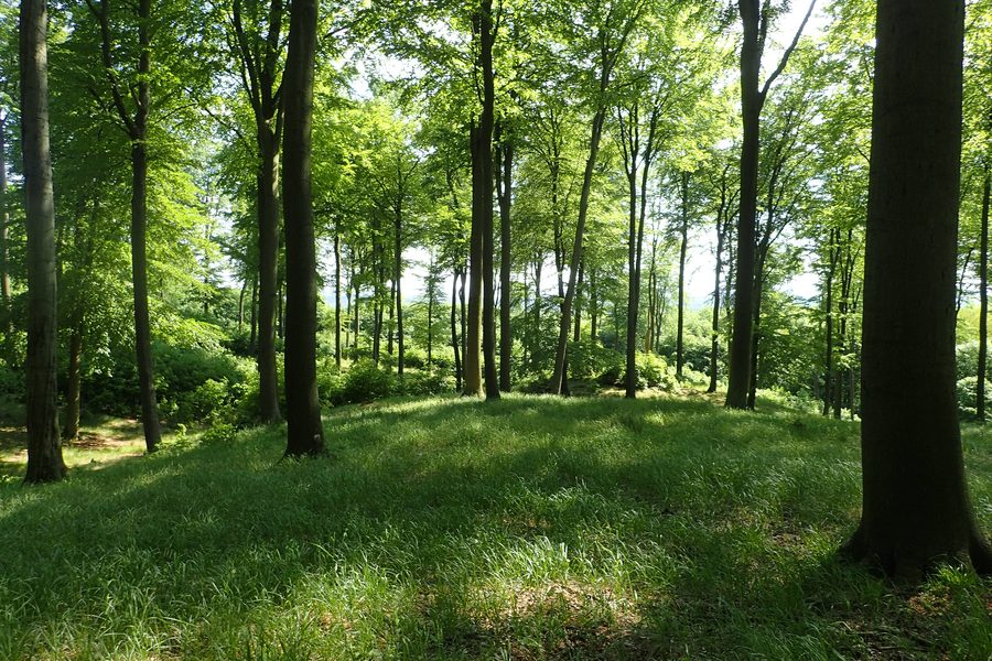 Forêt de hêtres dans le parc paysager de Szczecin Puszcza Bukowa près de Szczecin, au nord-ouest de la Pologne