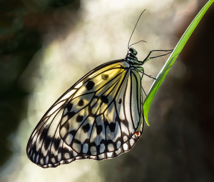 Papillon de riz éclairé par la lumière du soleil à Butterfly World, Floride