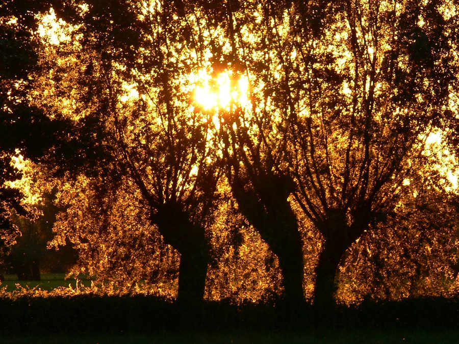 Saules têtards au coucher du soleil dans le paysage près d’Alpen