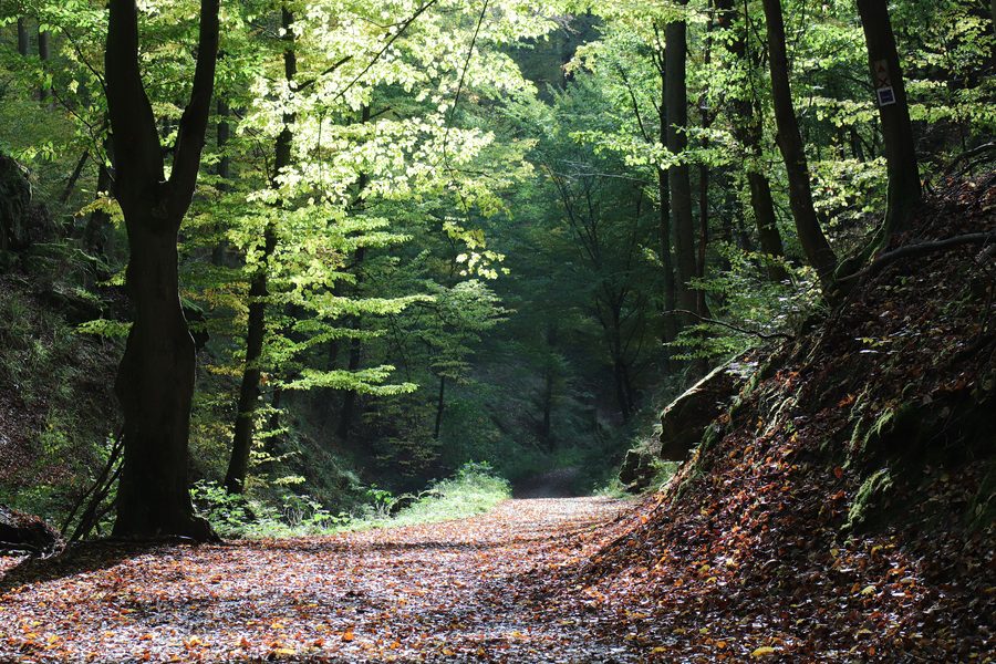 Rückersbacher Schlucht dans le parc naturel du Spessart bavarois