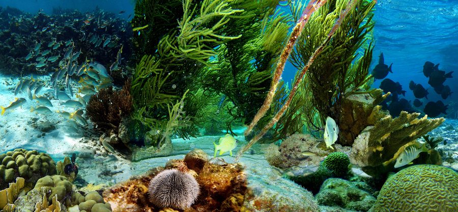 Poissons au-dessus d’un récif corallien peu profond au large de Klein Bonaire