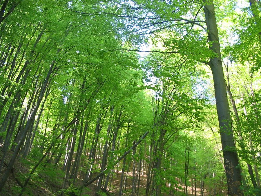Paysage boisé près d’Óbánya dans le massif du Mecsek