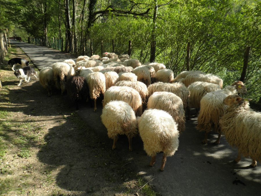 Moutons dans la verte vallée du Leitzaran près d’Andoain au Pays basque