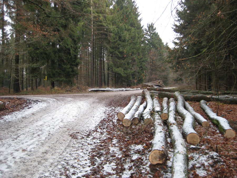 Chemin forestier au sommet du Limberg dans la forêt de Teutoburg près de Hilter am Teutoburger Wald