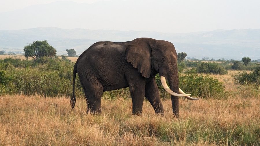 Éléphant dans le parc national Queen Elizabeth en Ouganda