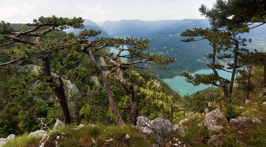 Vue depuis le belvédère de Banjska Stena sur le paysage du parc national de Tara