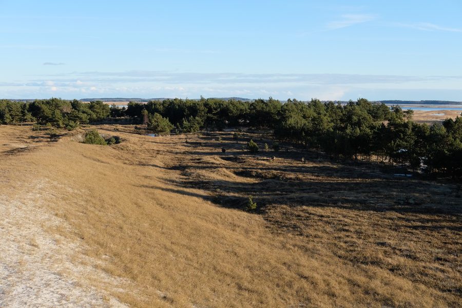 Paysage de dunes dans le parc national du Vorpommersche Boddenlandschaft avec des pins et la mer Baltique en arrière-plan