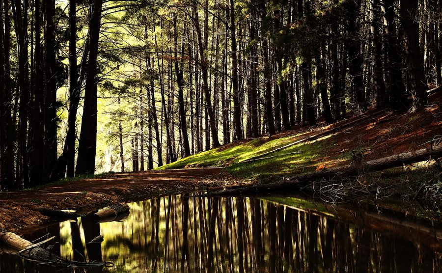Paysage forestier dans la forêt de Kuitpo en Australie-Méridionale