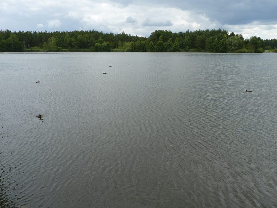 Hodějovský rybník dans le paysage de Třeboňsko